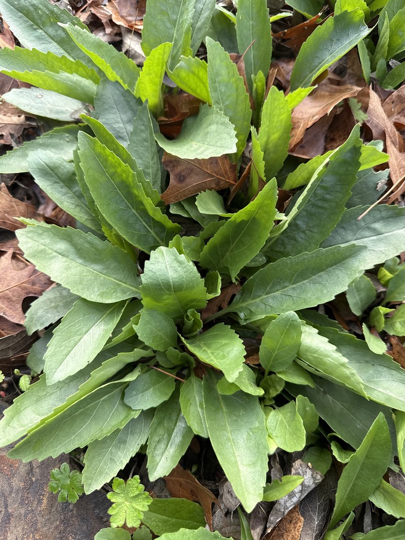 Obedient Plant photo 2