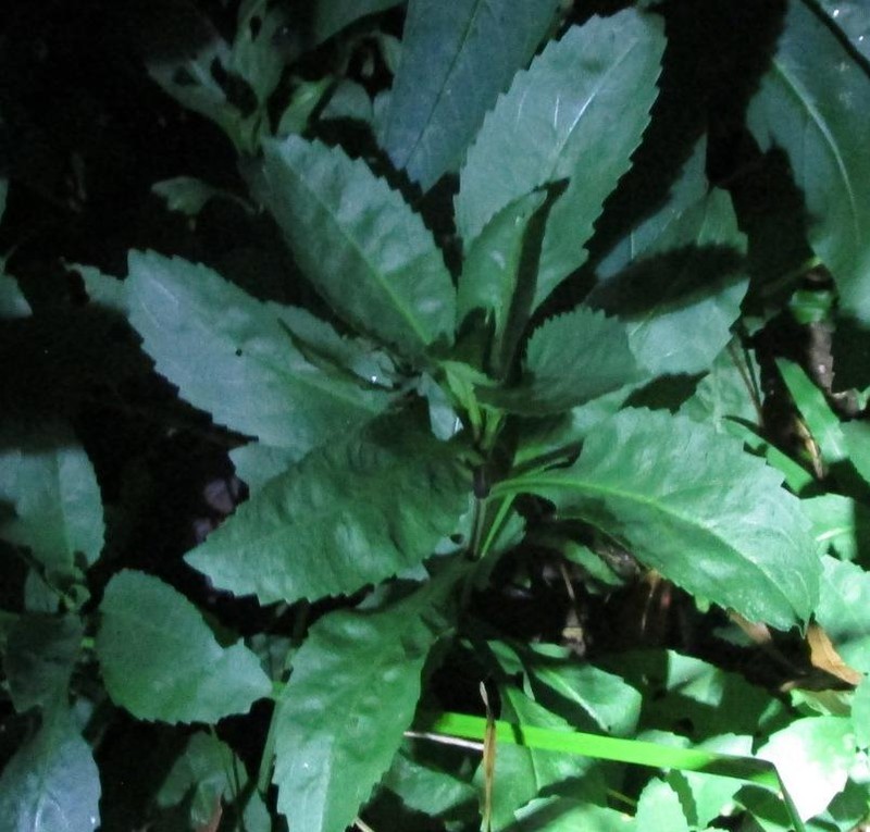 Obedient Plant photo 3