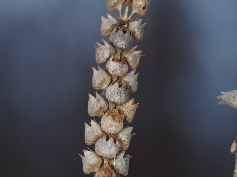 Obedient Plant photo 4