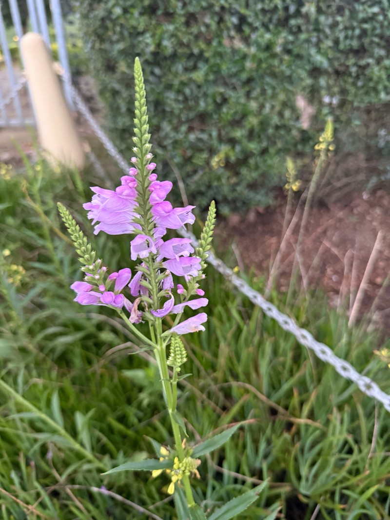Obedient Plant photo 5