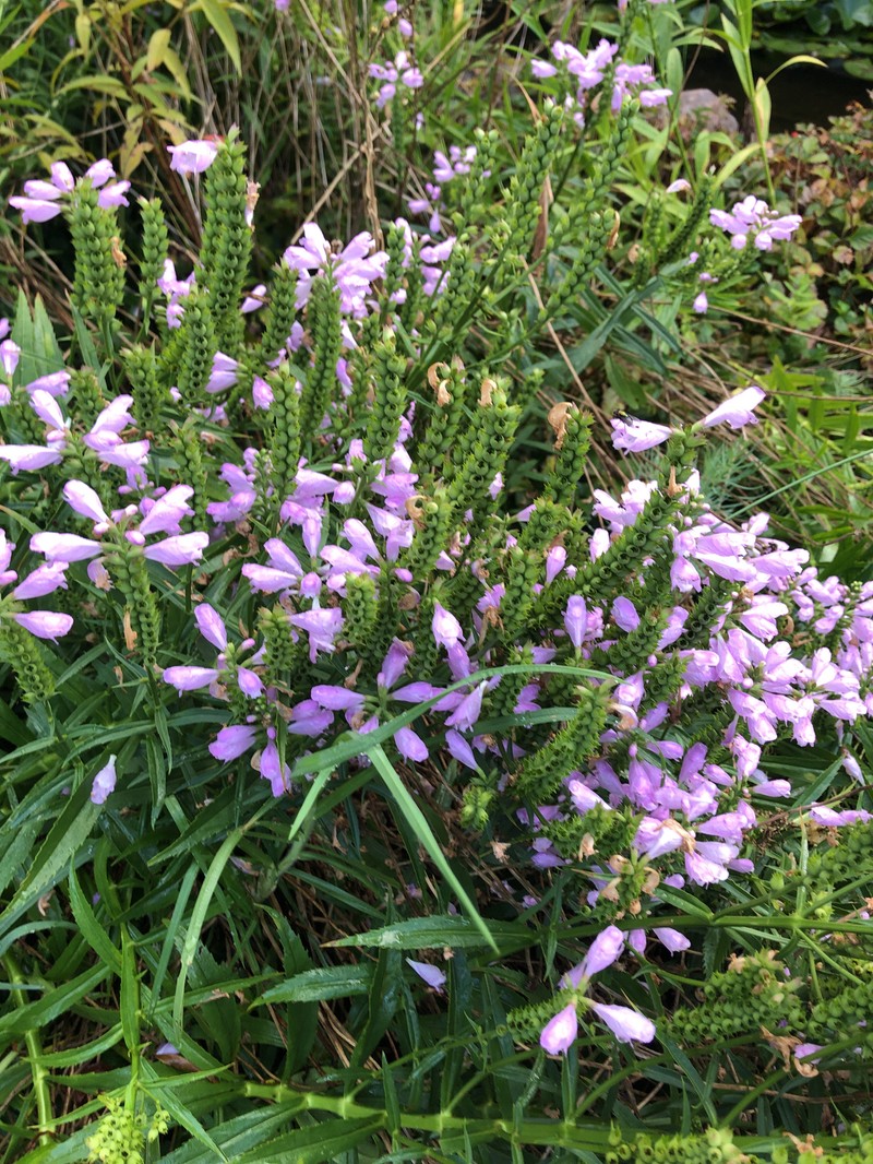 Obedient Plant photo 7