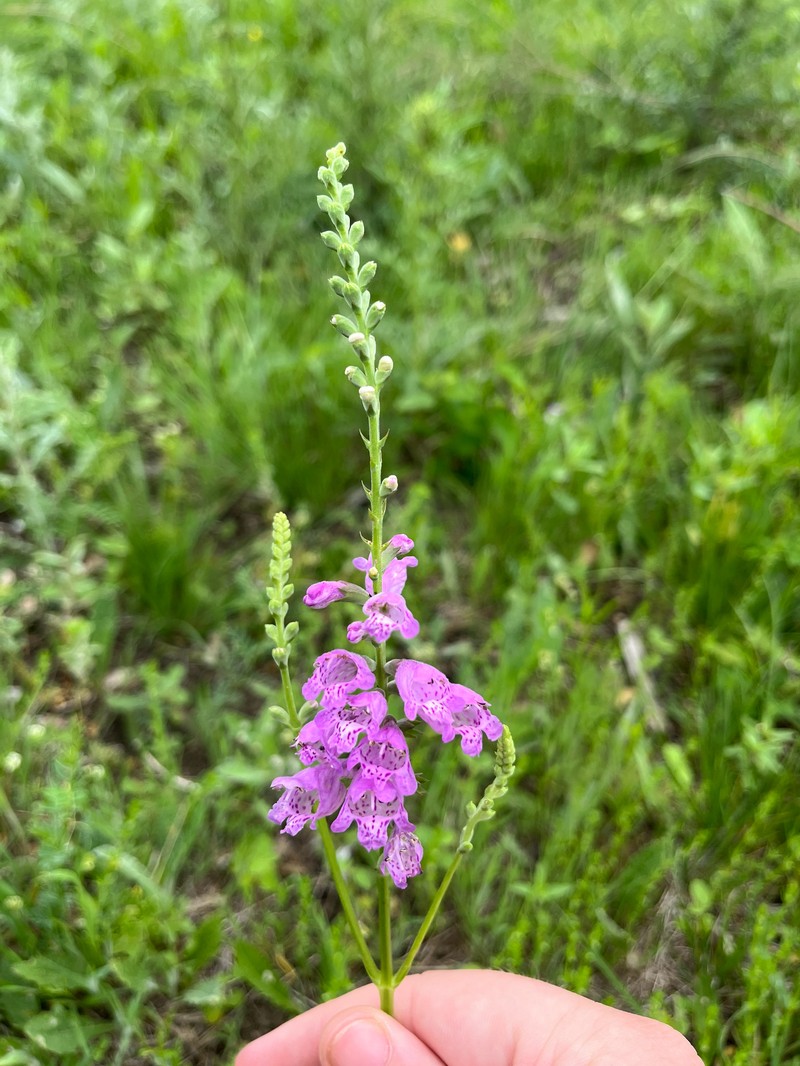 Obedient Plant photo 8