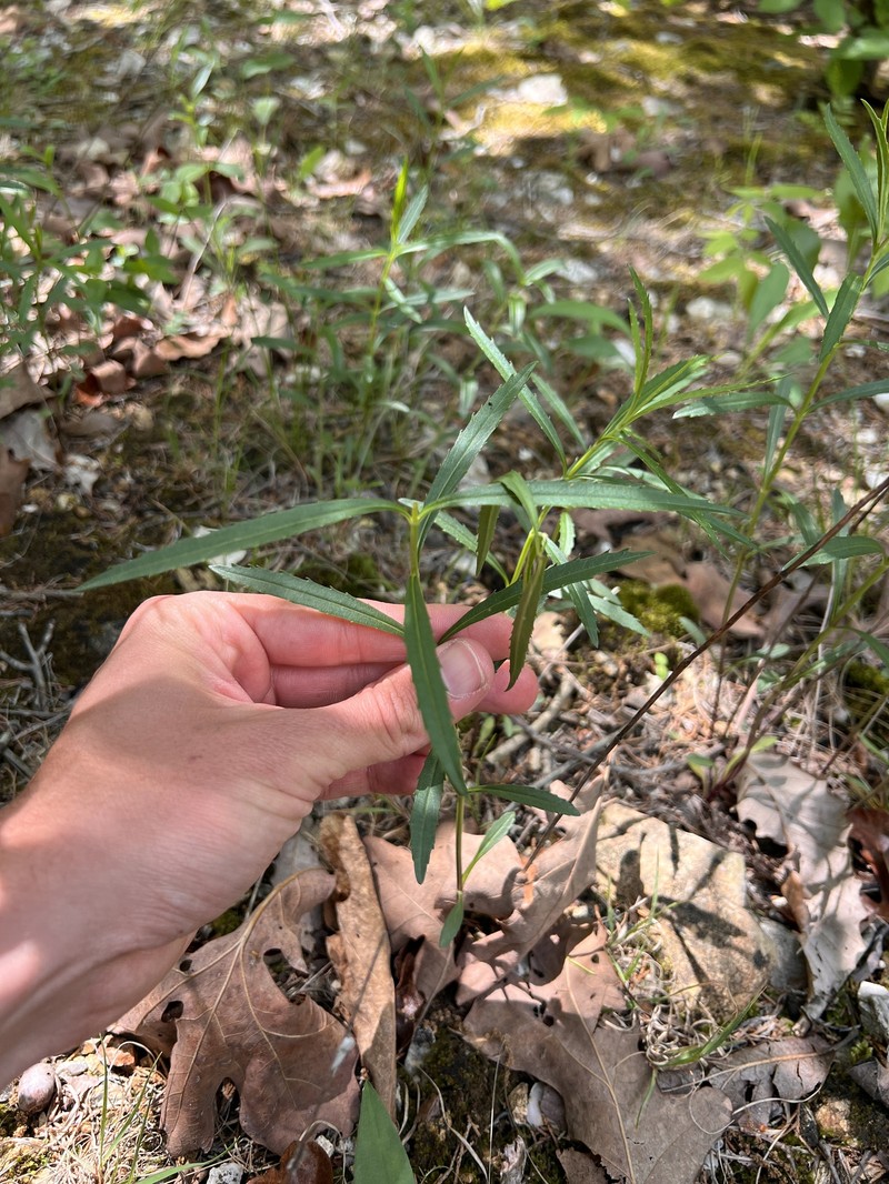 Physostegia virginiana subsp. praemorsa