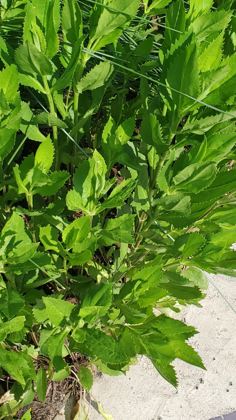 Physostegia virginiana subsp. praemorsa photo 2