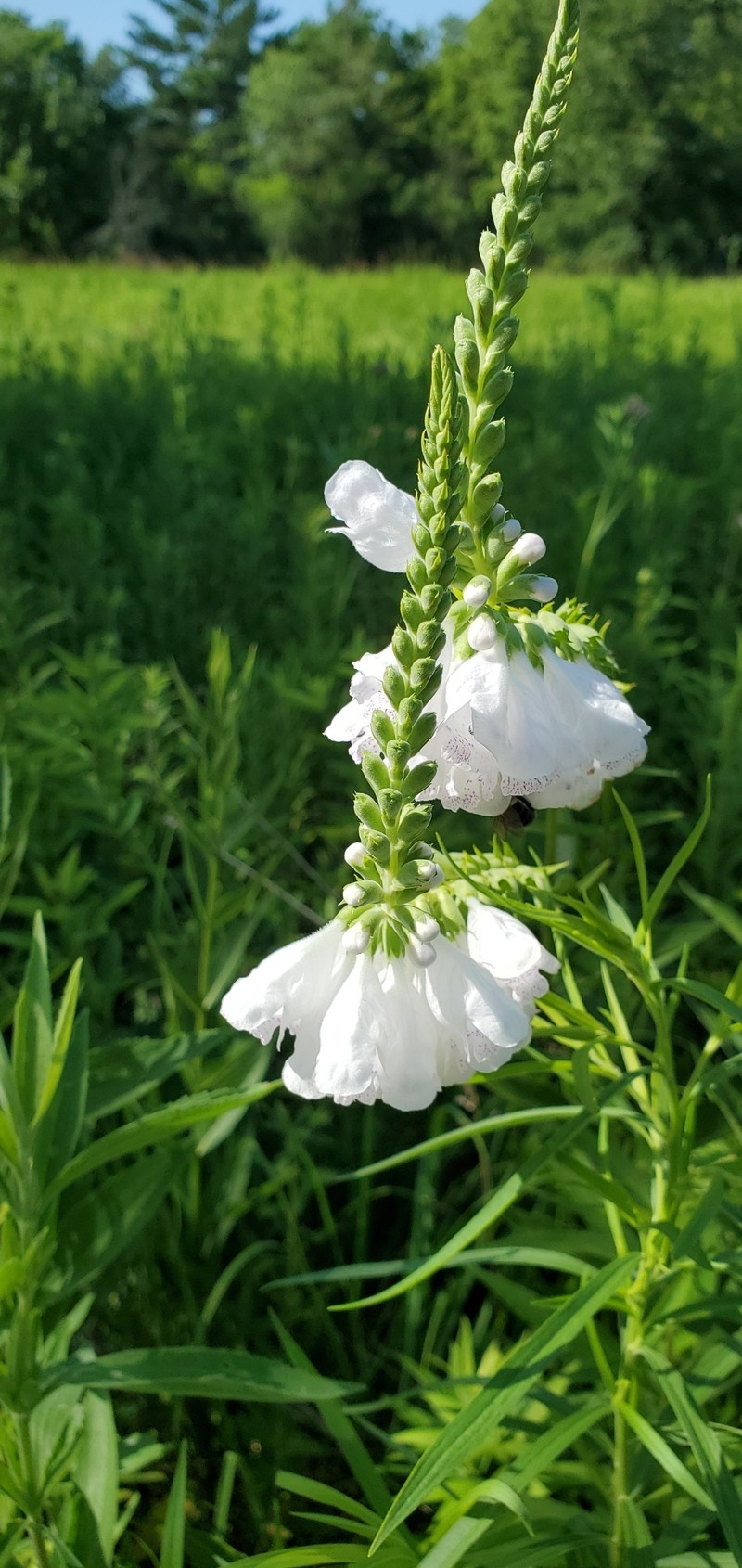 Physostegia virginiana subsp. praemorsa photo 3
