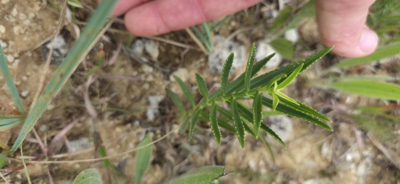 Physostegia virginiana subsp. praemorsa photo 4