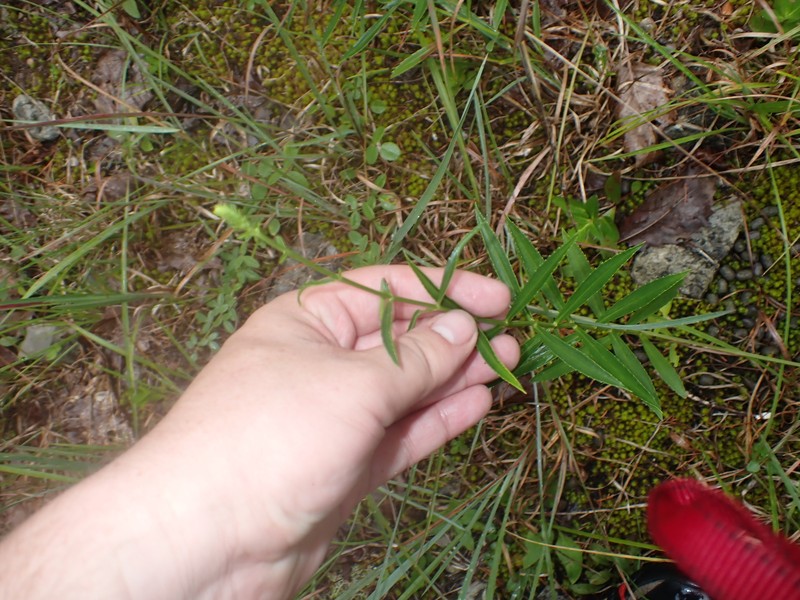Physostegia virginiana subsp. praemorsa photo 5