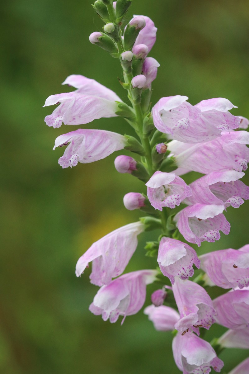 Physostegia virginiana subsp. praemorsa photo 6