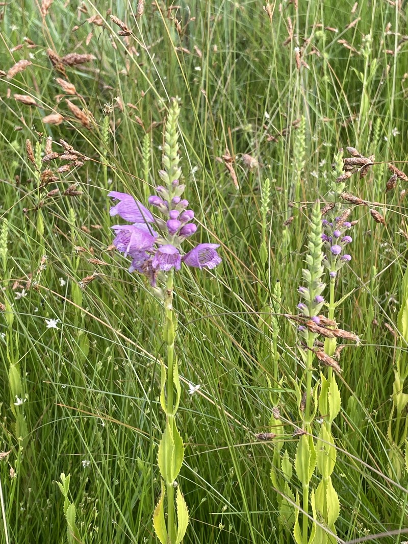 Physostegia virginiana subsp. praemorsa photo 7