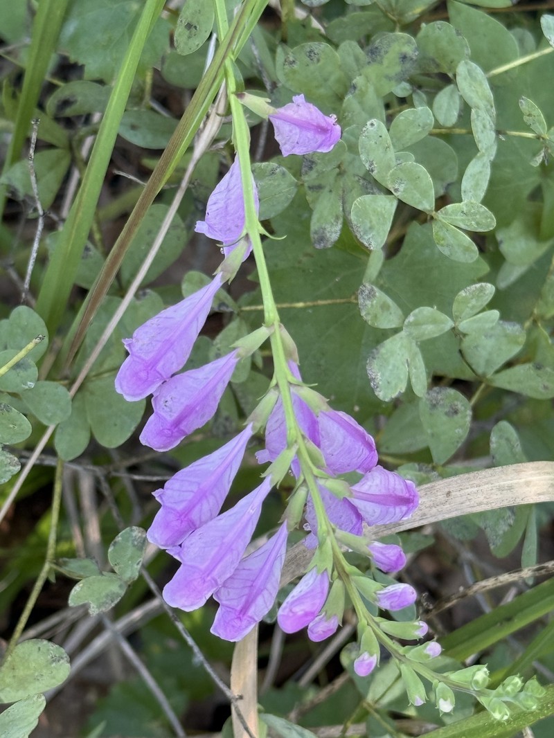 Physostegia virginiana subsp. praemorsa photo 8