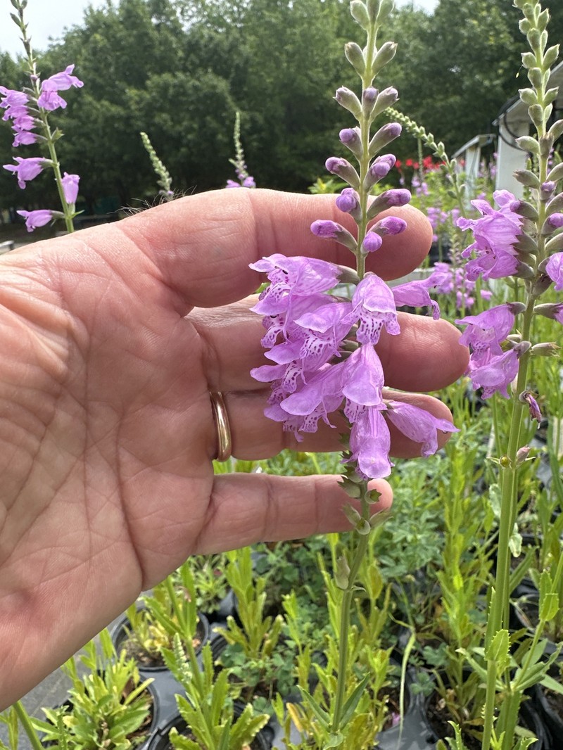 Showy False Dragonhead photo 2
