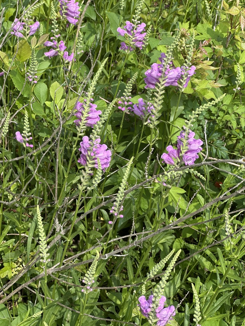 Showy False Dragonhead photo 3