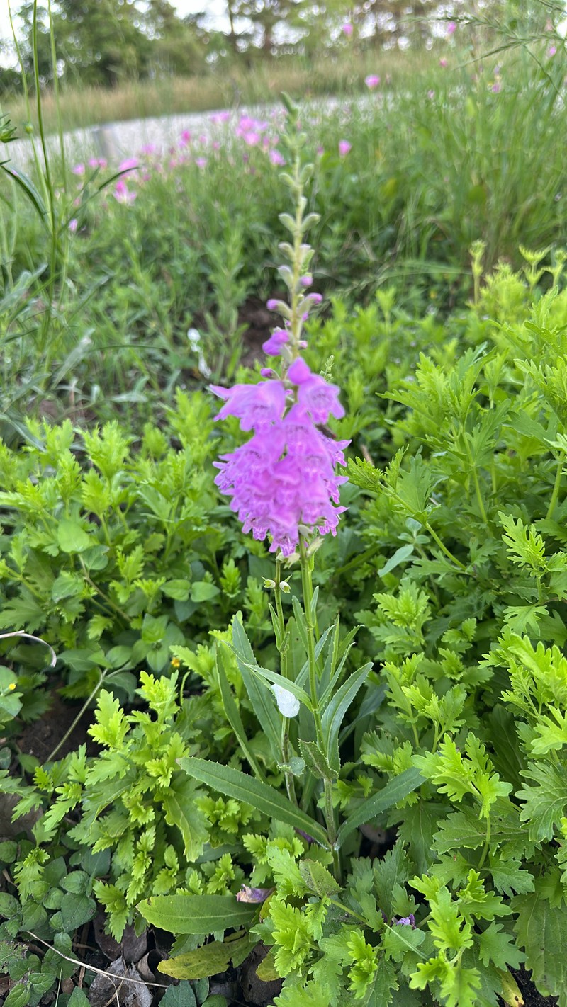 Showy False Dragonhead photo 4