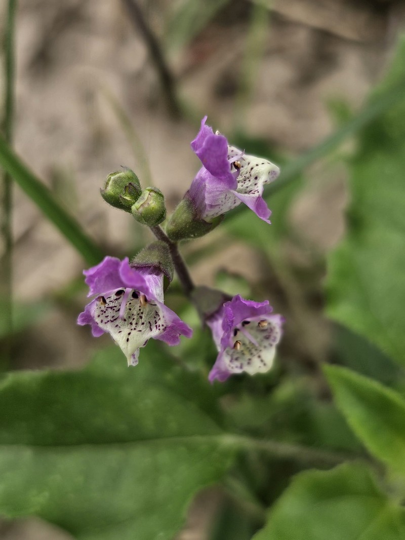 Showy False Dragonhead photo 6