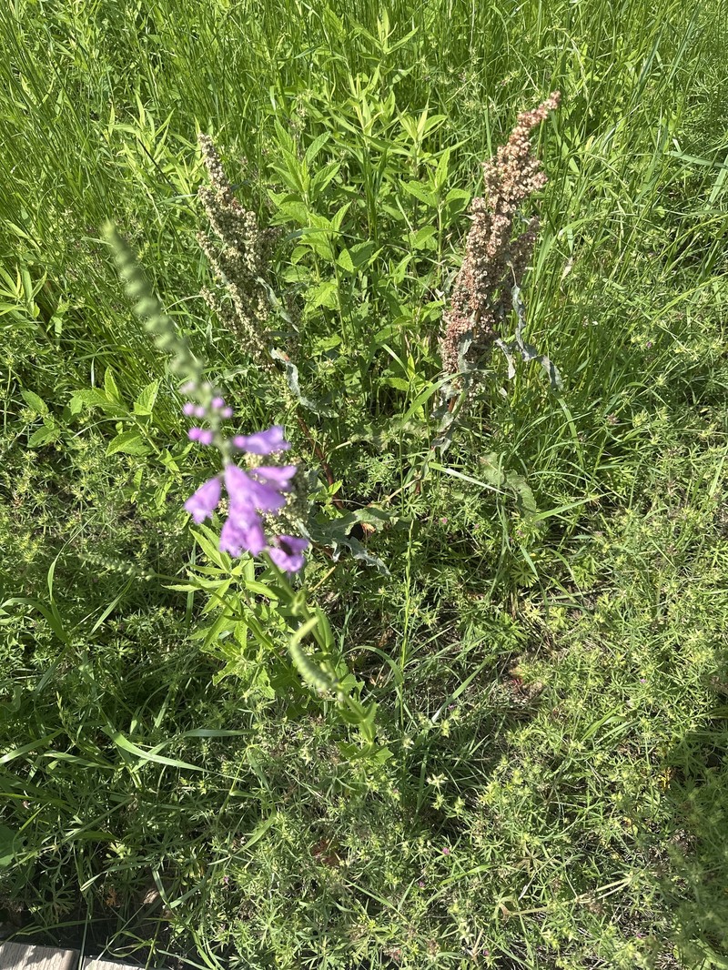Showy False Dragonhead photo 7