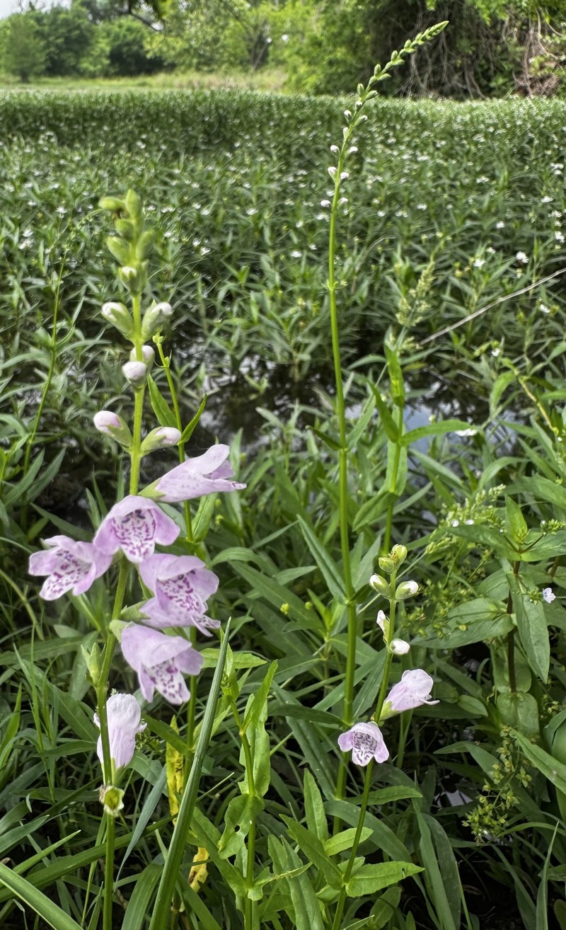 Showy False Dragonhead photo 8
