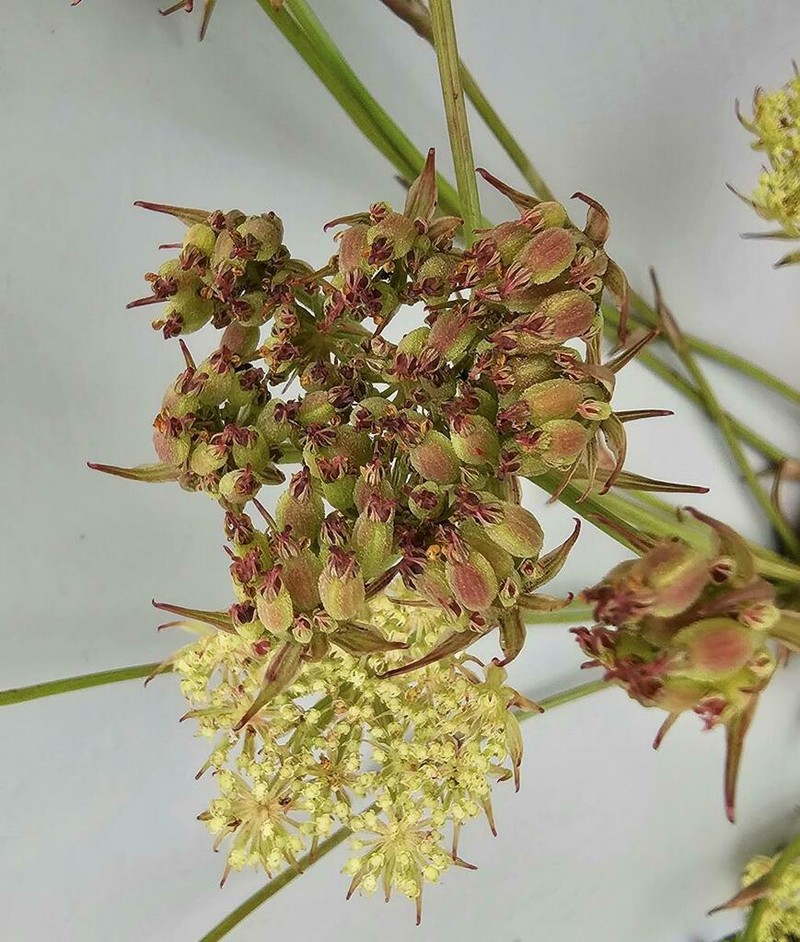 Physotrichia atropurpurea