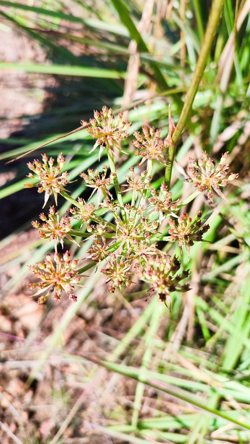 Physotrichia atropurpurea photo 2
