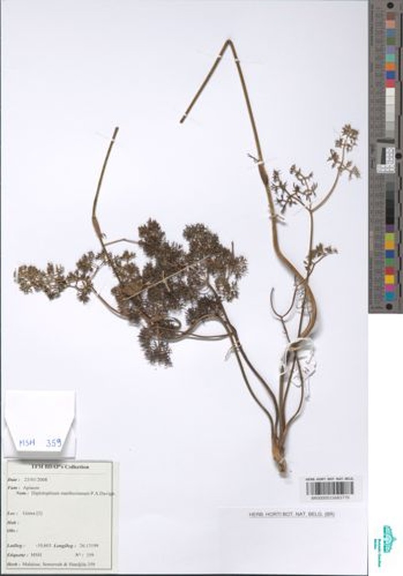 Physotrichia atropurpurea photo 3