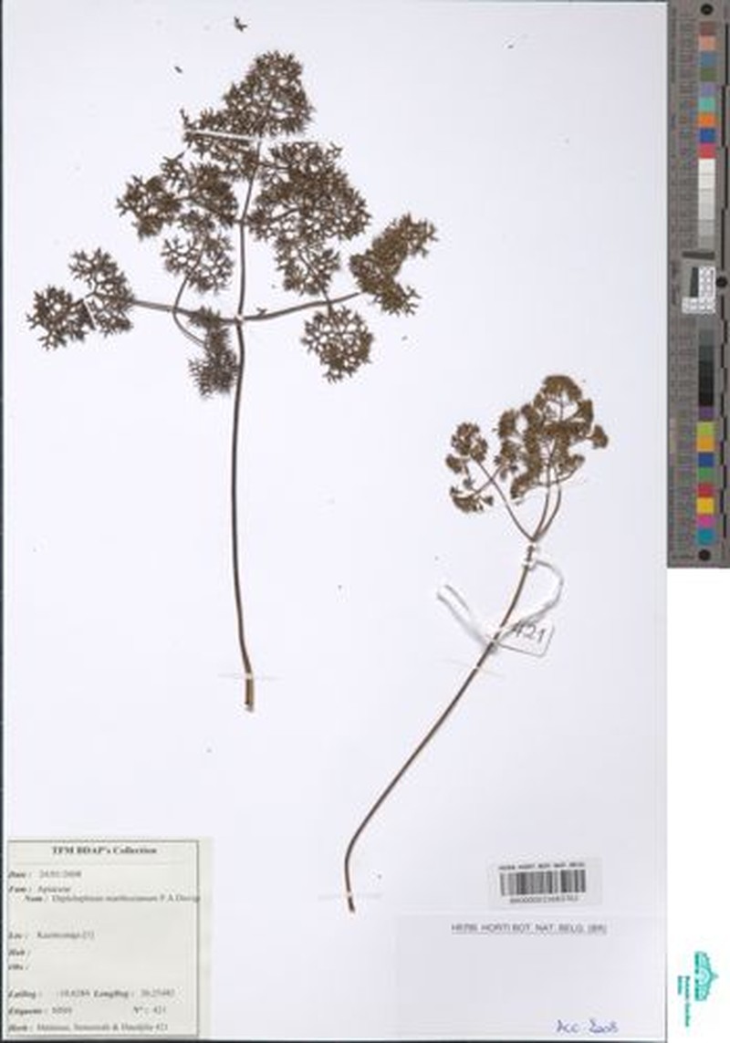Physotrichia atropurpurea photo 4