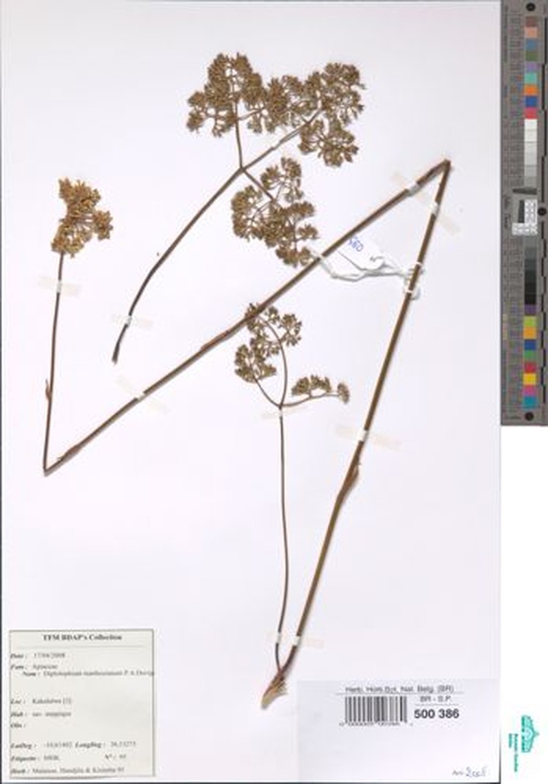 Physotrichia atropurpurea photo 5