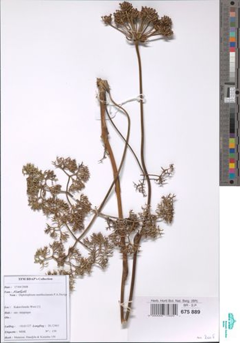 Physotrichia atropurpurea photo 6