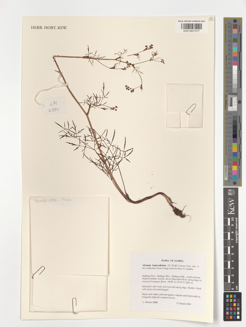 Physotrichia longiradiatum