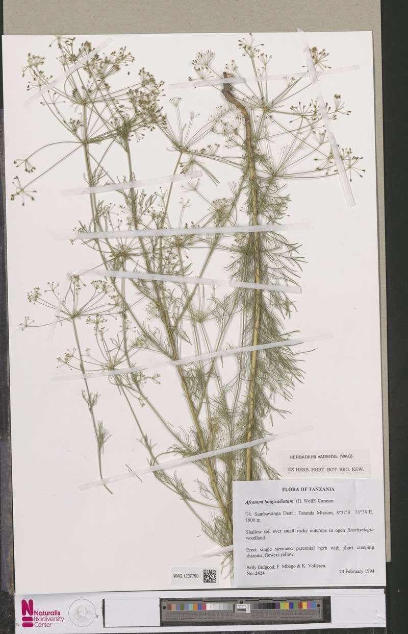 Physotrichia longiradiatum photo 2