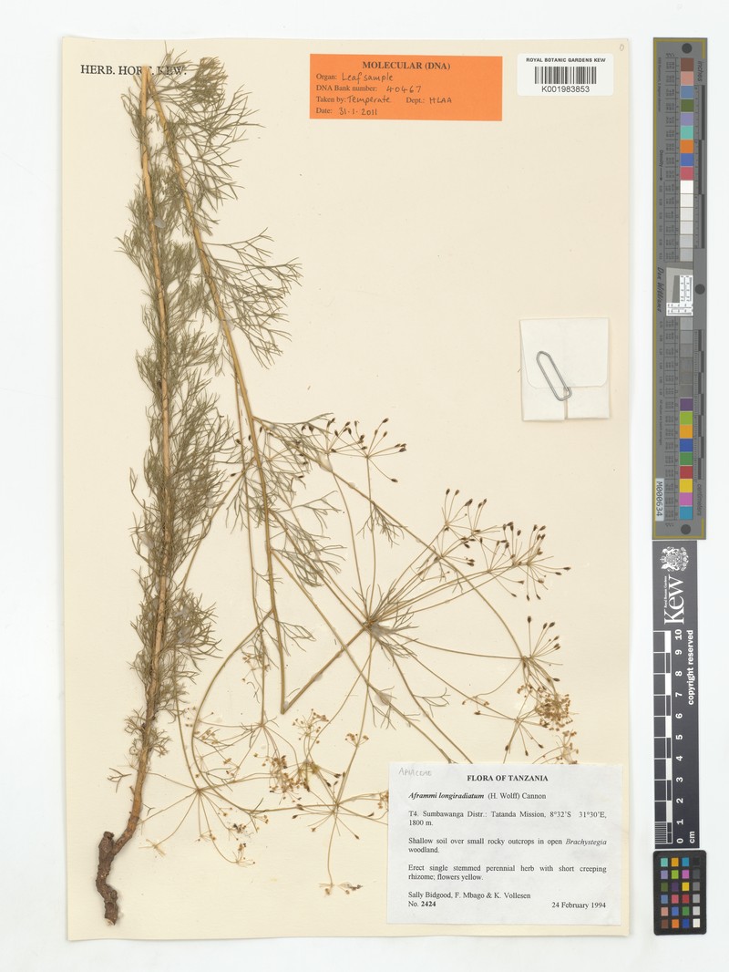 Physotrichia longiradiatum photo 3