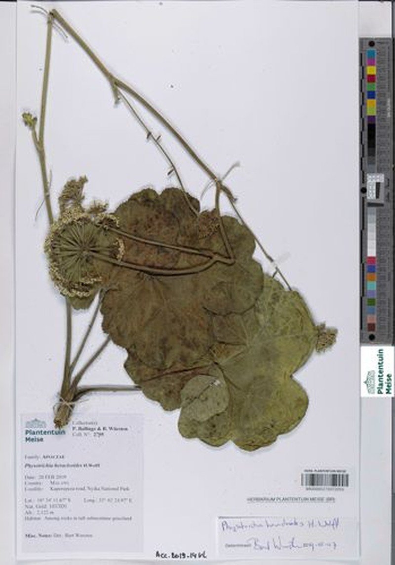 Physotrichia muriculata