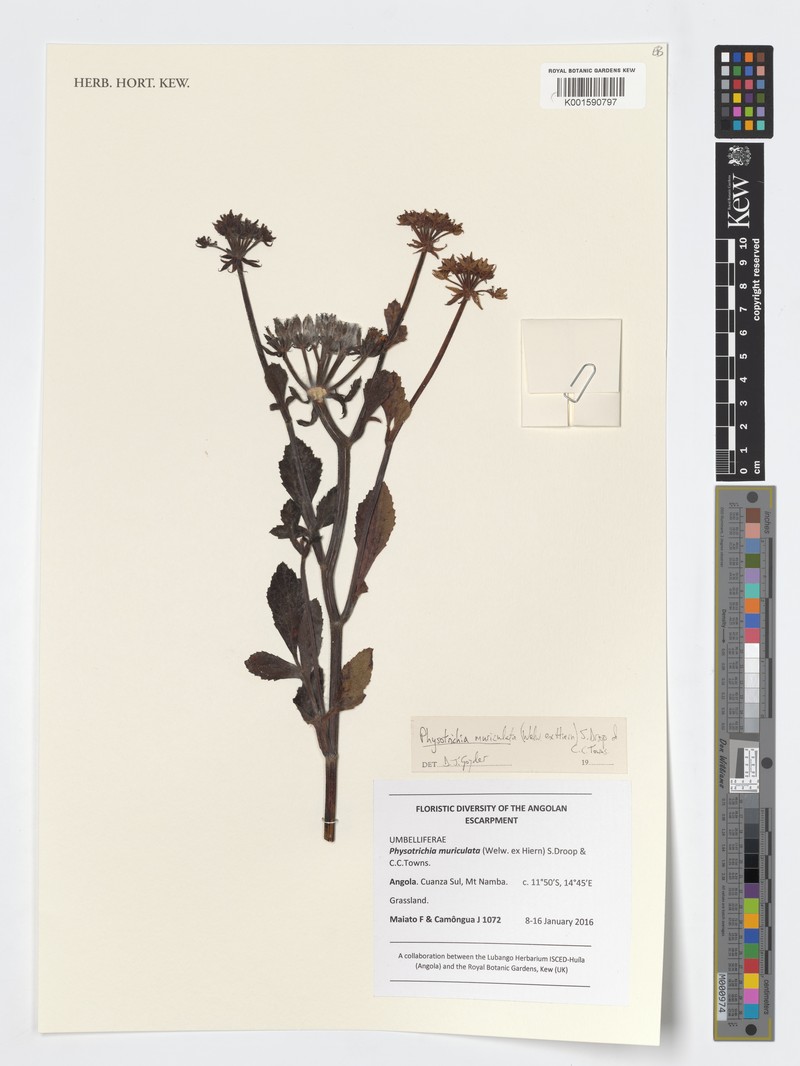 Physotrichia muriculata photo 2