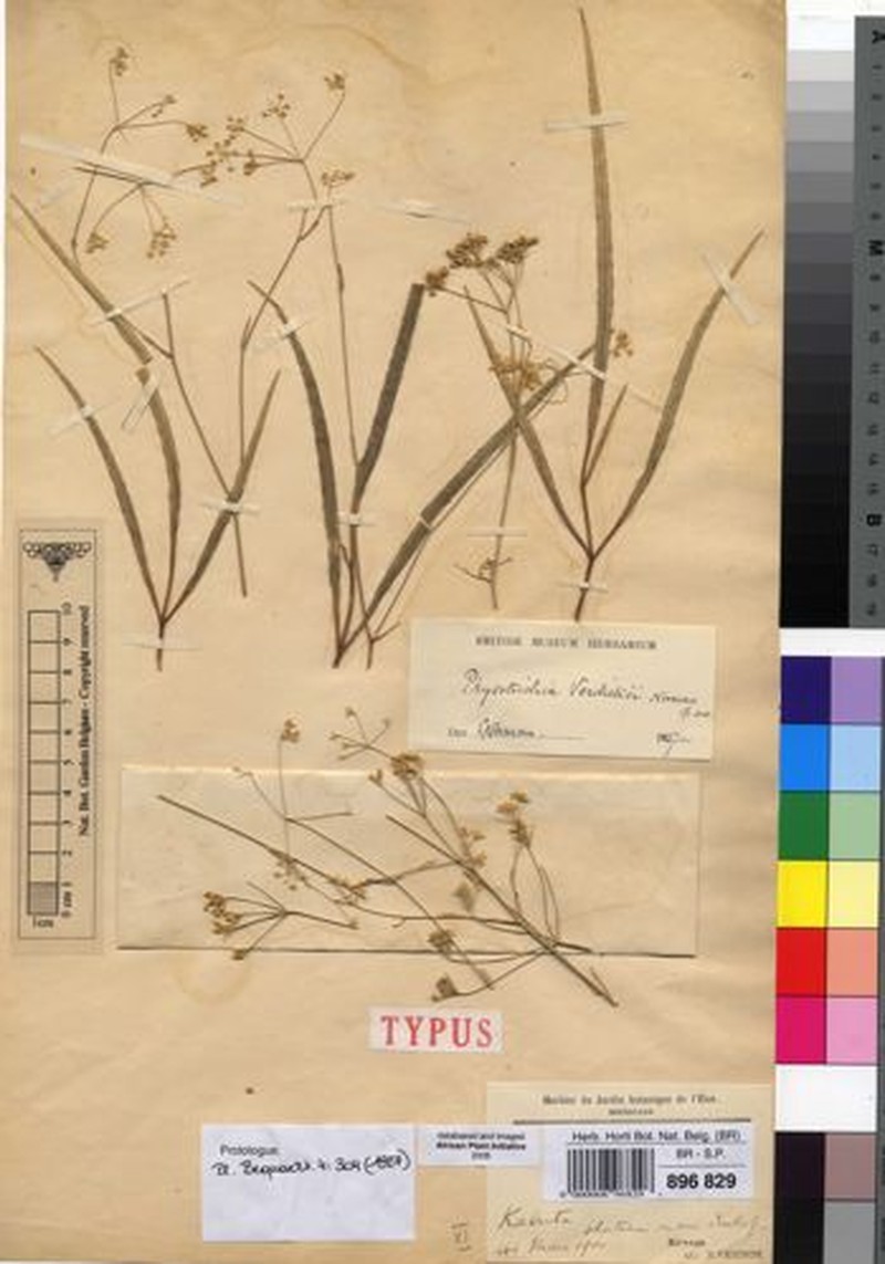 Physotrichia verdickii