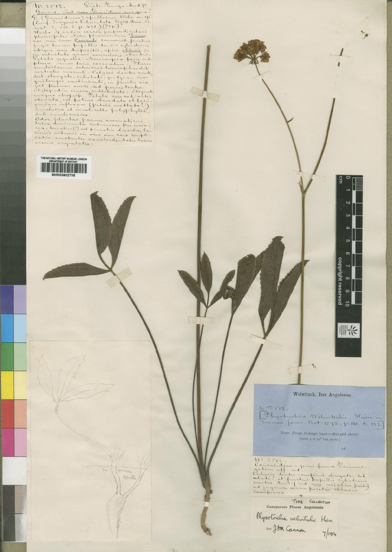 Physotrichia welwitschii