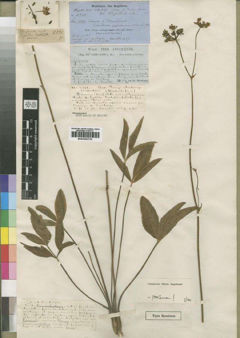 Physotrichia welwitschii photo 2