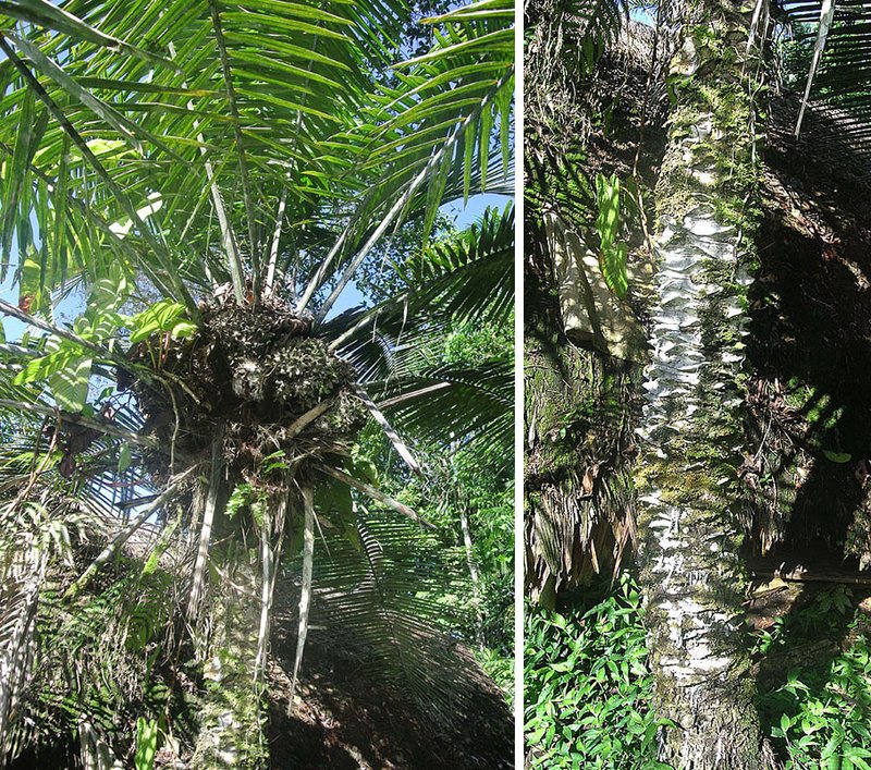 Ivory Nut Palm