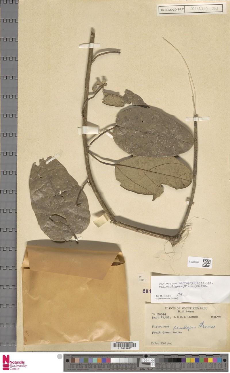 Phytocrene macrophylla var. caudigera