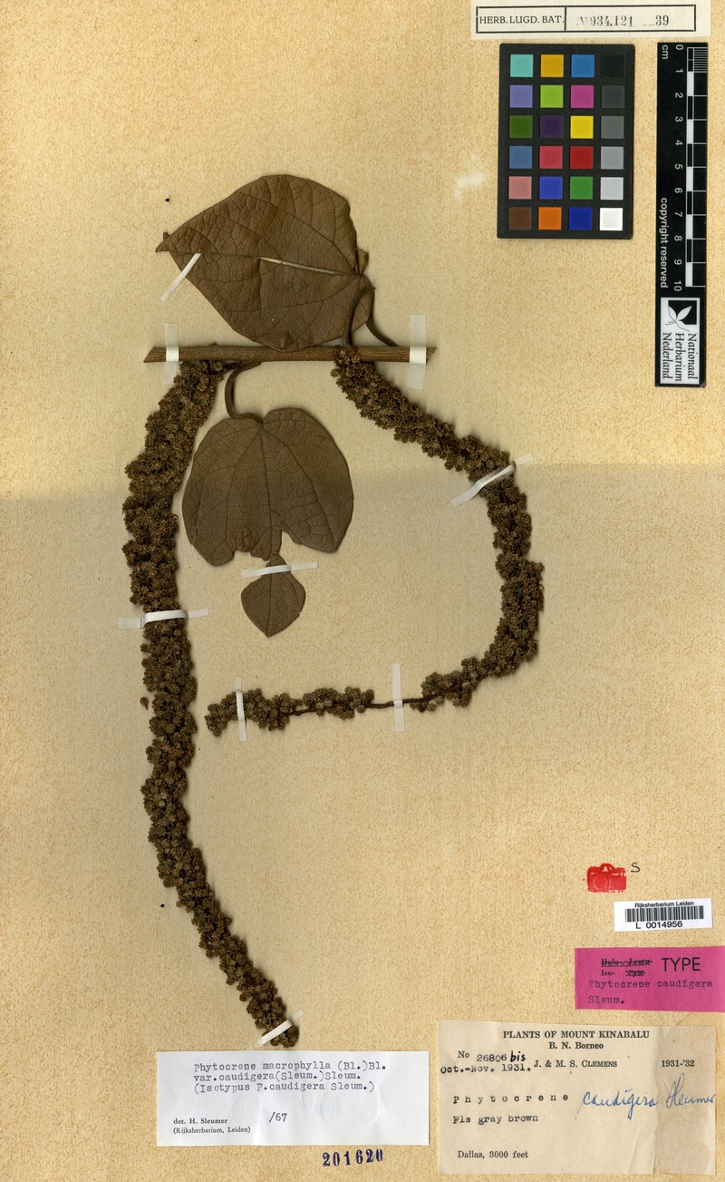 Phytocrene macrophylla var. caudigera photo 2