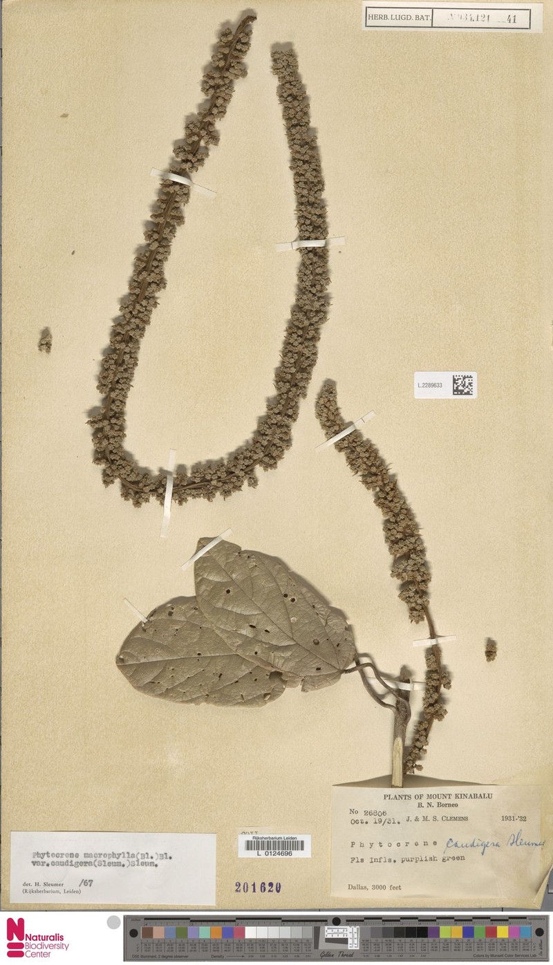 Phytocrene macrophylla var. caudigera photo 3