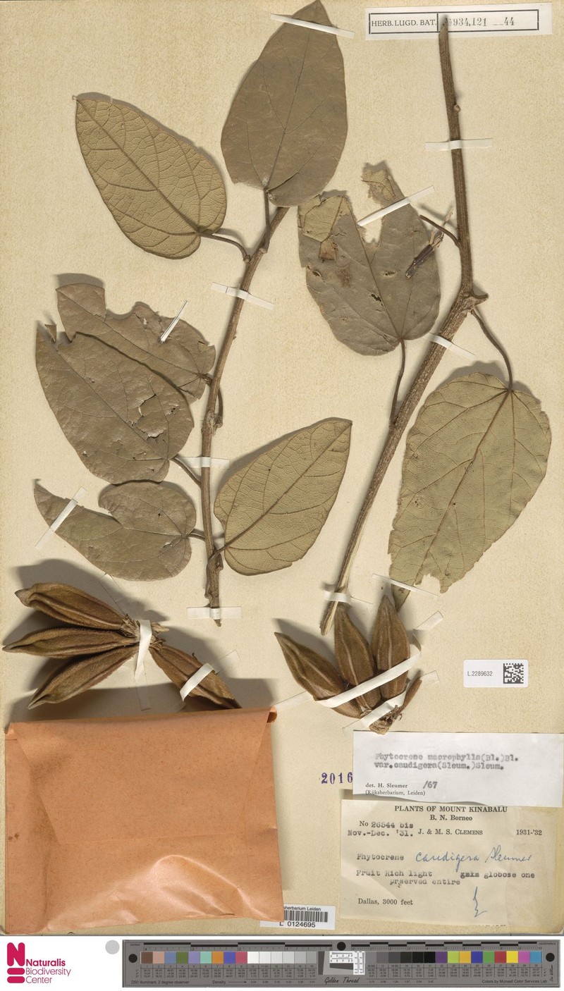 Phytocrene macrophylla var. caudigera photo 4