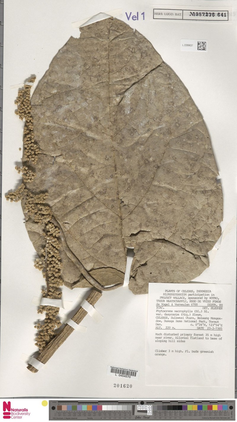 Phytocrene macrophylla var. dasycarpa