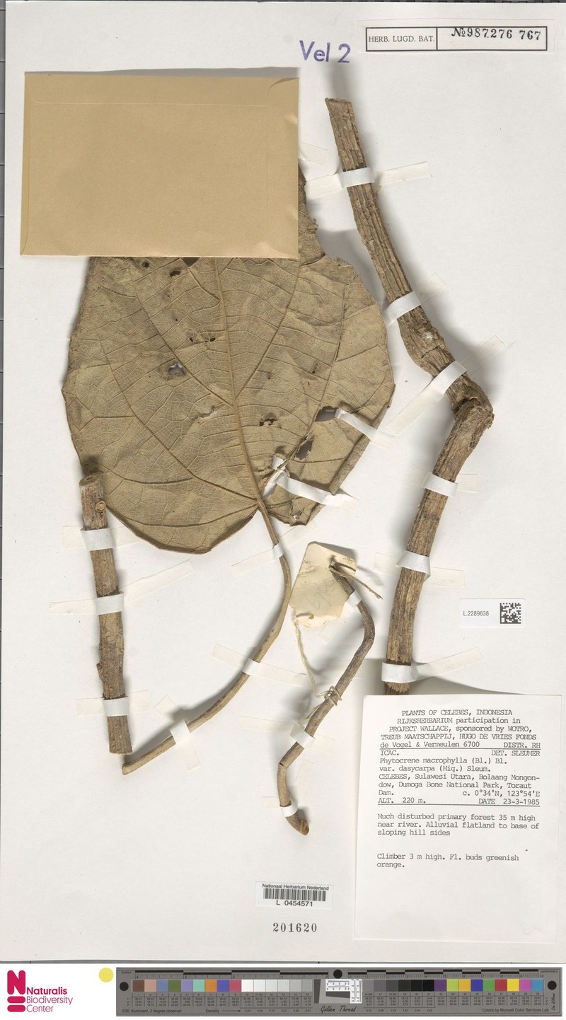 Phytocrene macrophylla var. dasycarpa photo 2