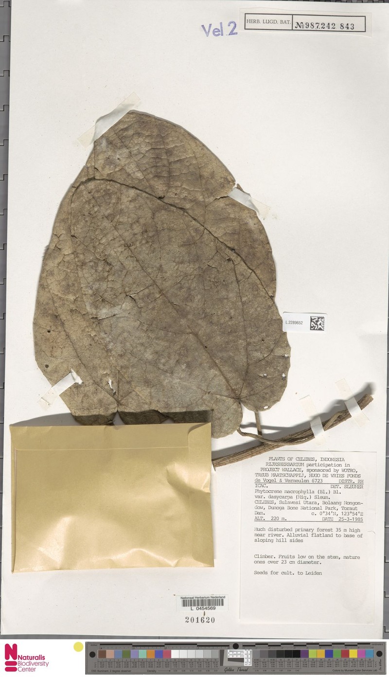 Phytocrene macrophylla var. dasycarpa photo 3