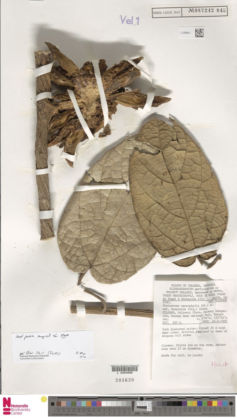 Phytocrene macrophylla var. dasycarpa photo 4