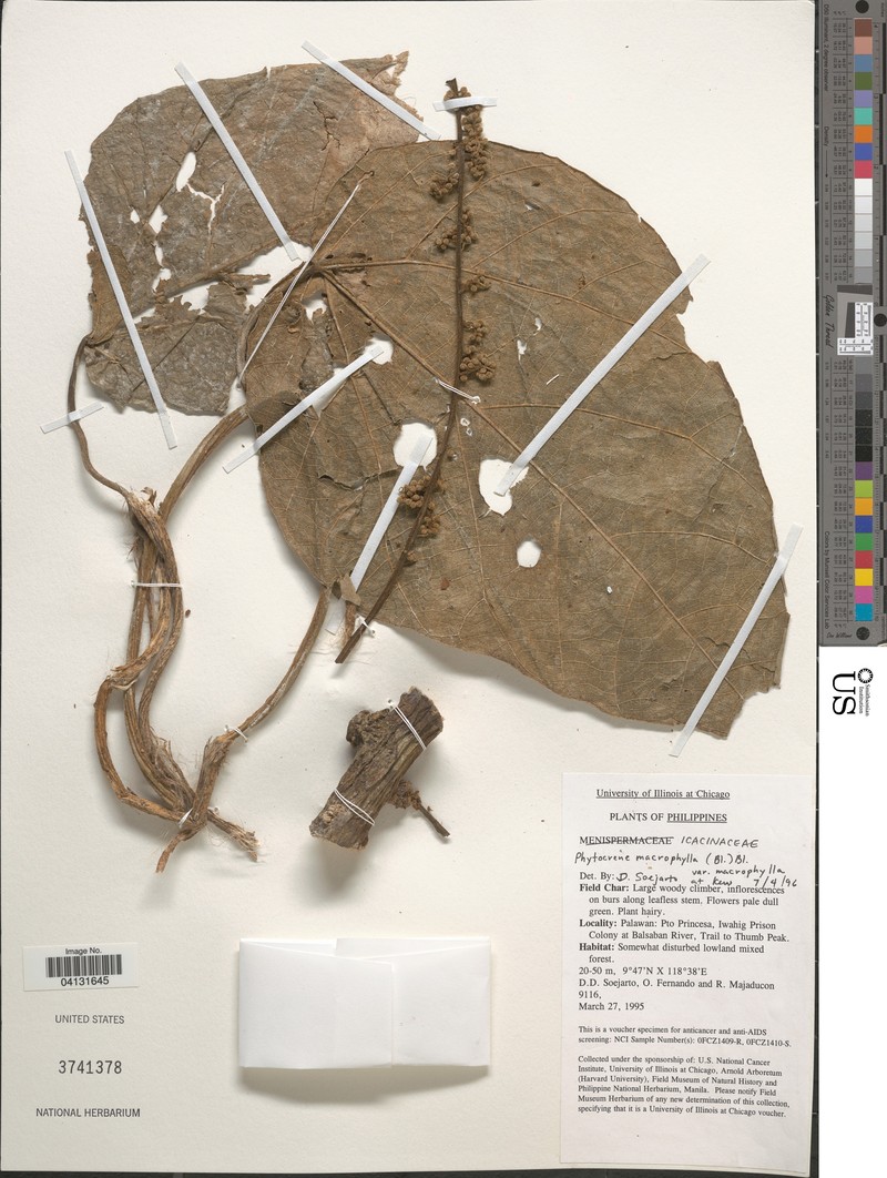 Phytocrene macrophylla var. macrophylla