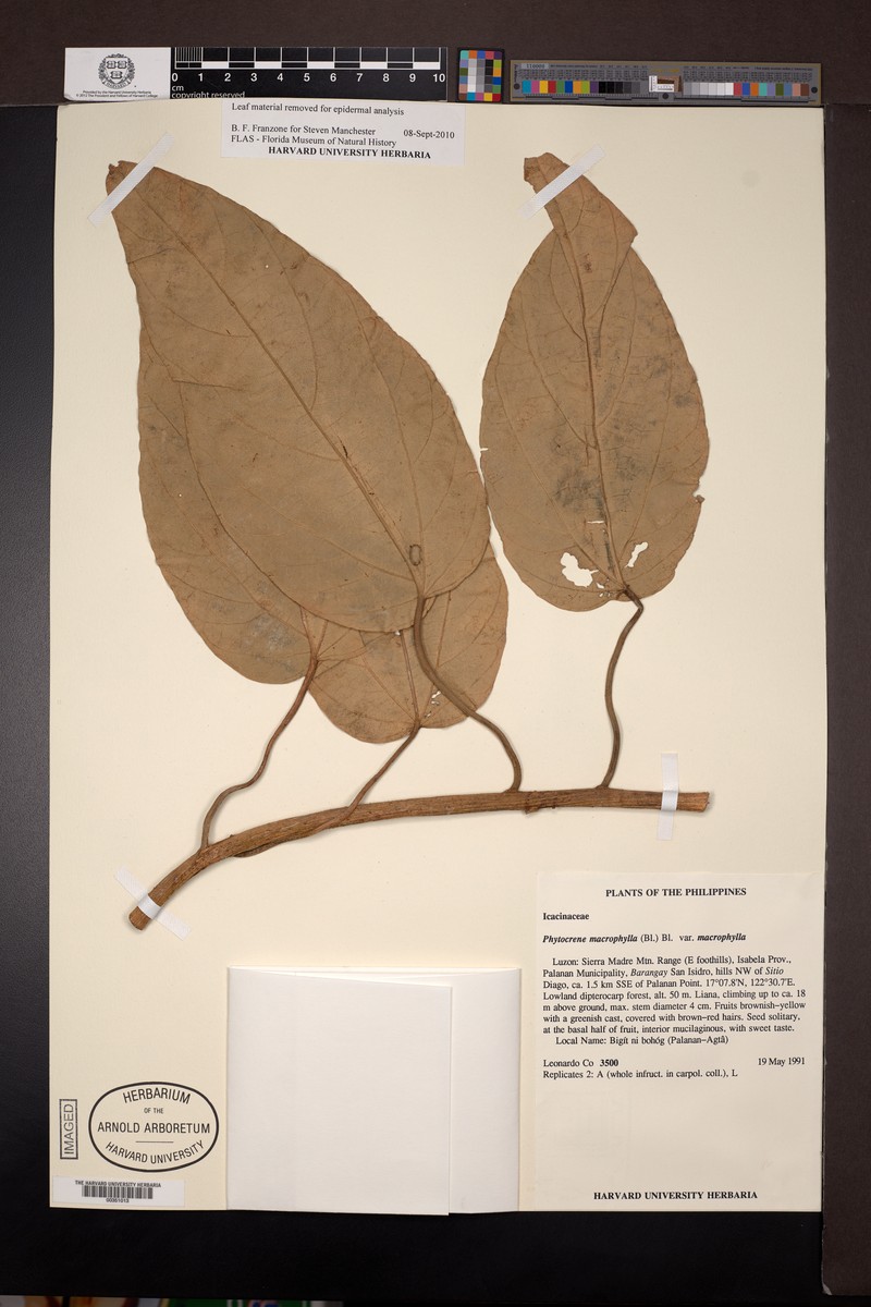 Phytocrene macrophylla var. macrophylla photo 2