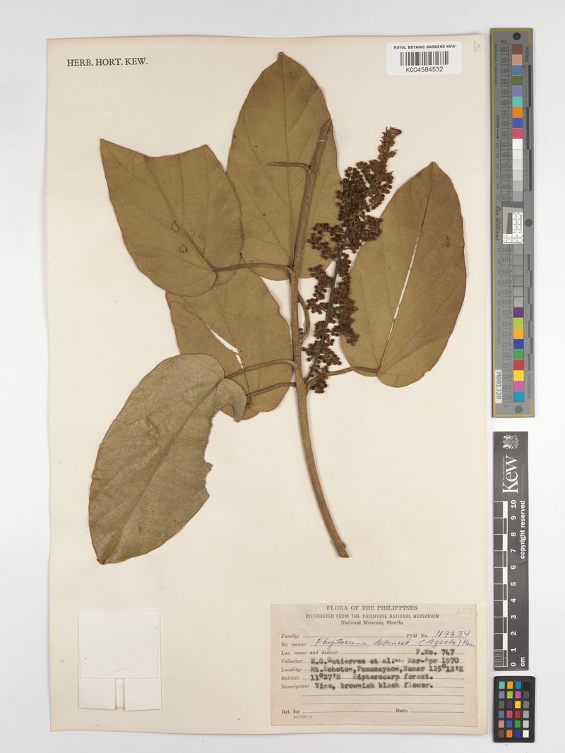 Phytocrene macrophylla var. macrophylla photo 3