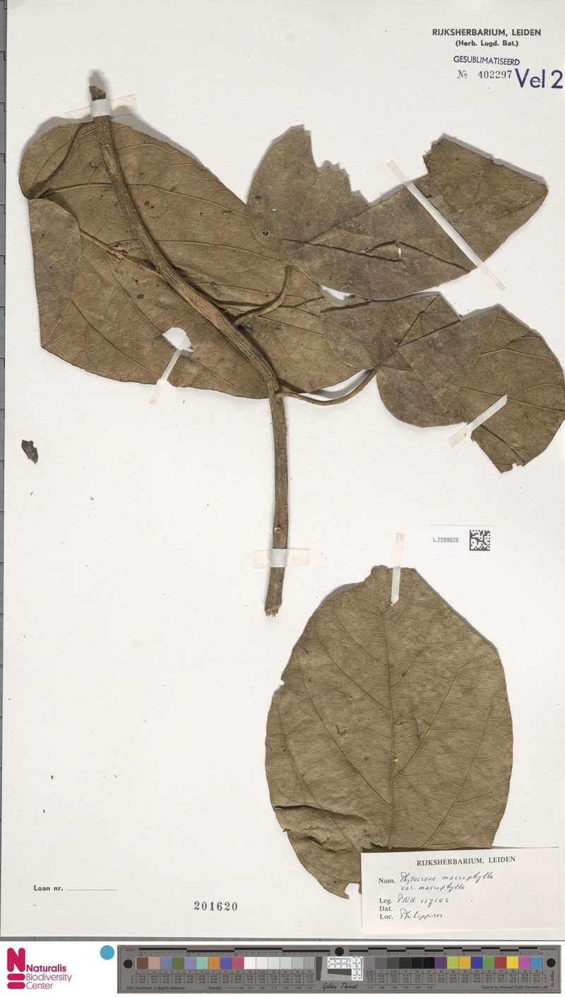 Phytocrene macrophylla var. macrophylla photo 4