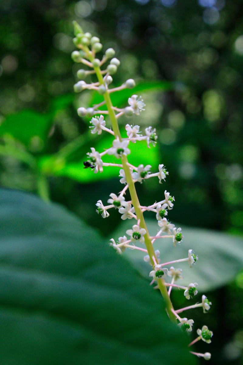 American Pokeweed photo 3