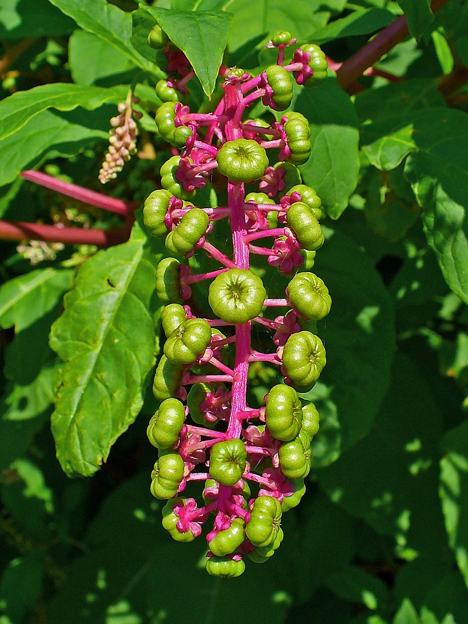 American Pokeweed photo 5