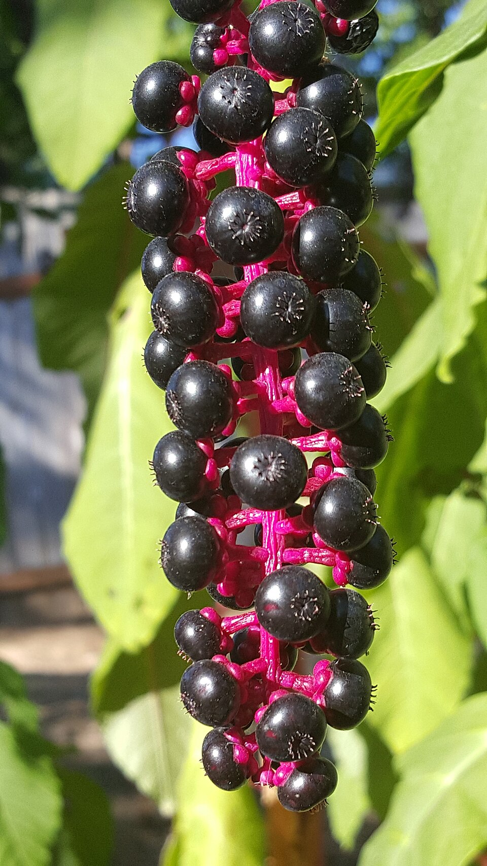 American Pokeweed photo 6